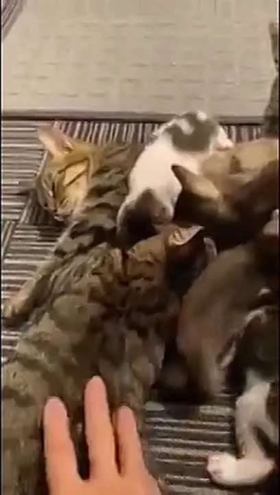 Обложка видео