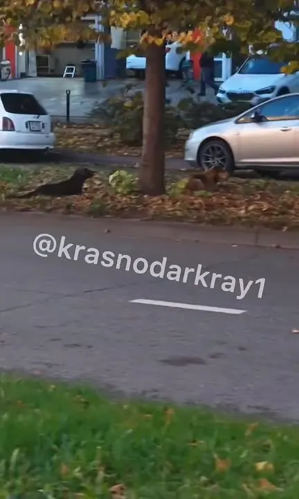 Обложка видео