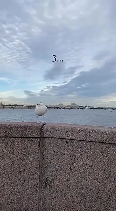 Обложка видео