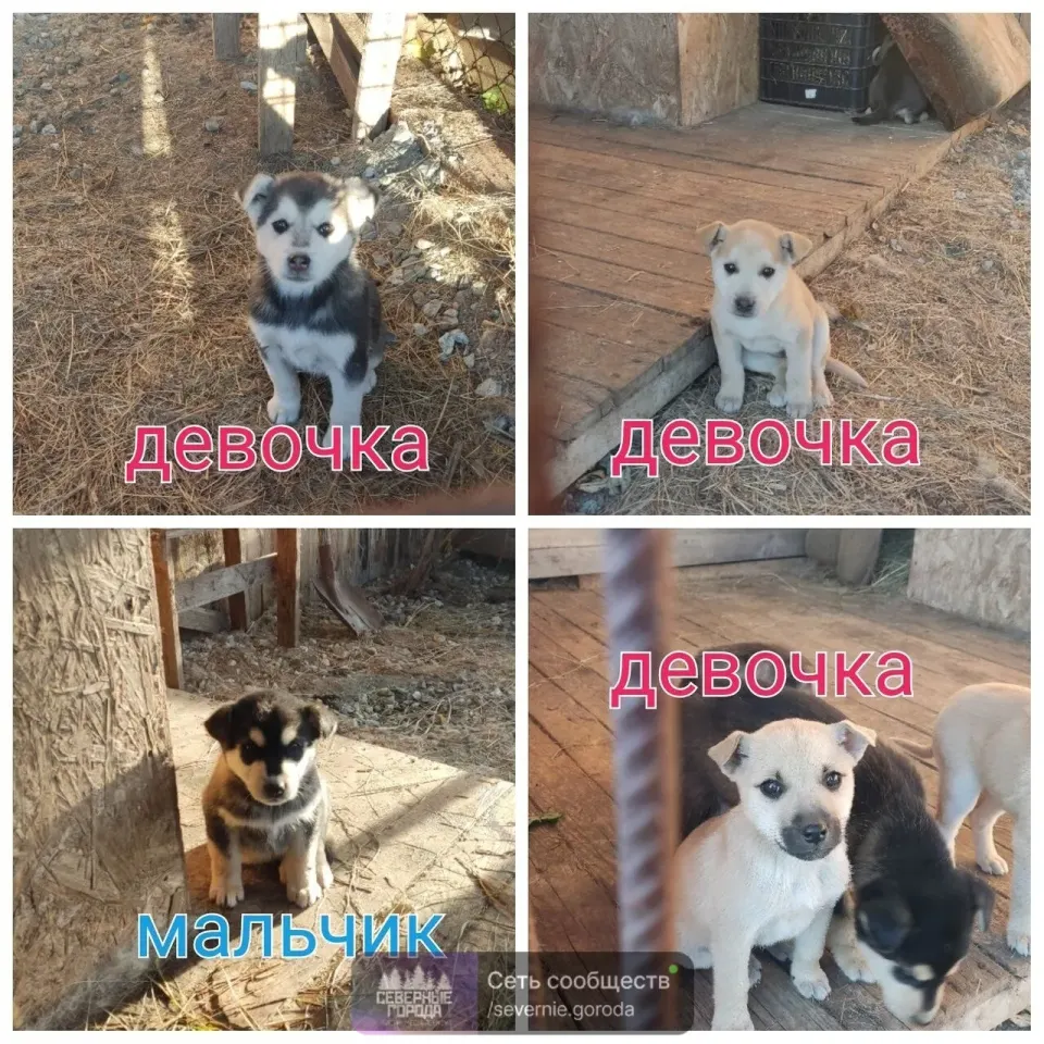 Фото из поста