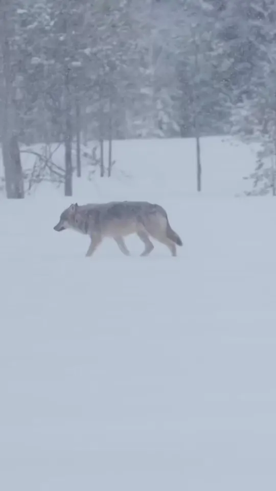 Обложка видео